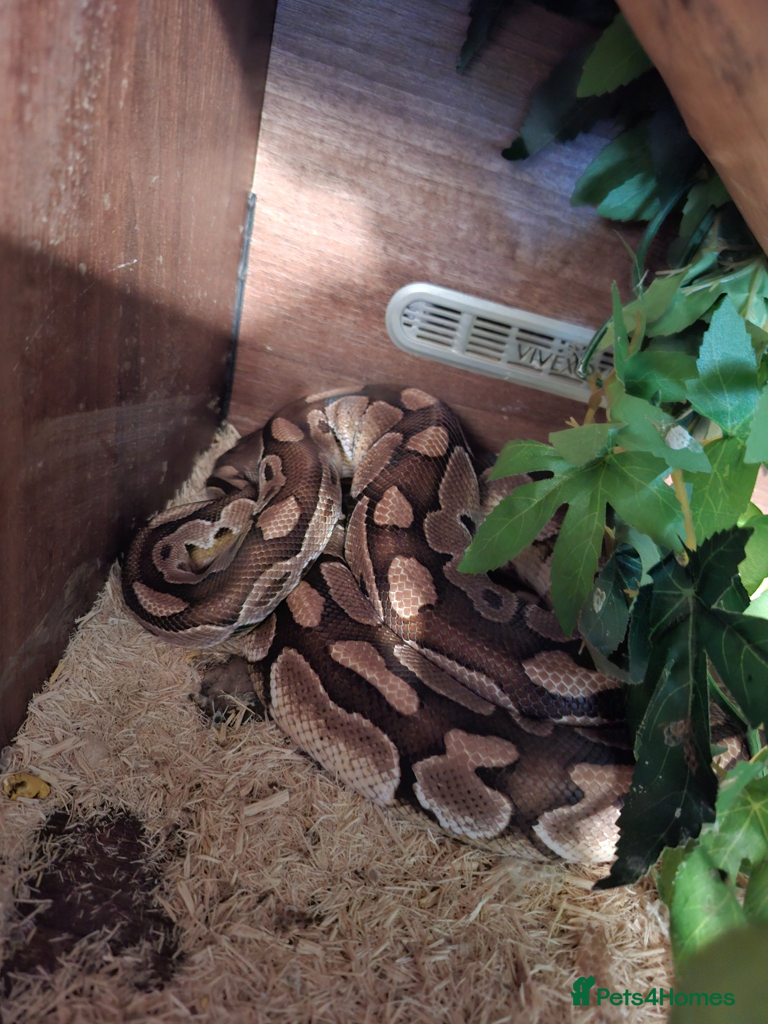 Python Snake reptiles Royal python - Advert 2