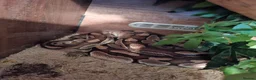 Python Snake reptiles for sale: Royal python in Coatbridge - Advert 1