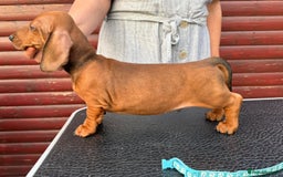 Dachshund dogs for sale: champion bred dachshunds  - Image 8