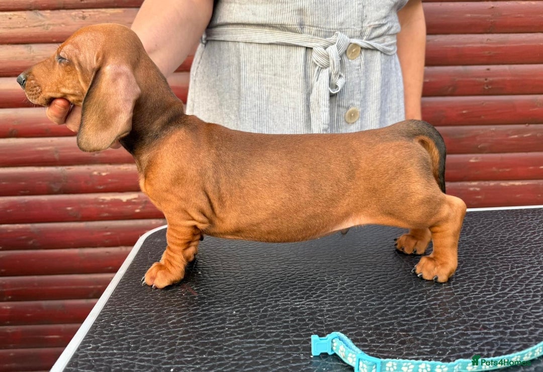 Dachshund dogs for sale: champion bred dachshunds  - Image 8