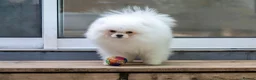 Pomeranian dogs for sale: Handsome boy, as elegant as a white cloud - Advert 3