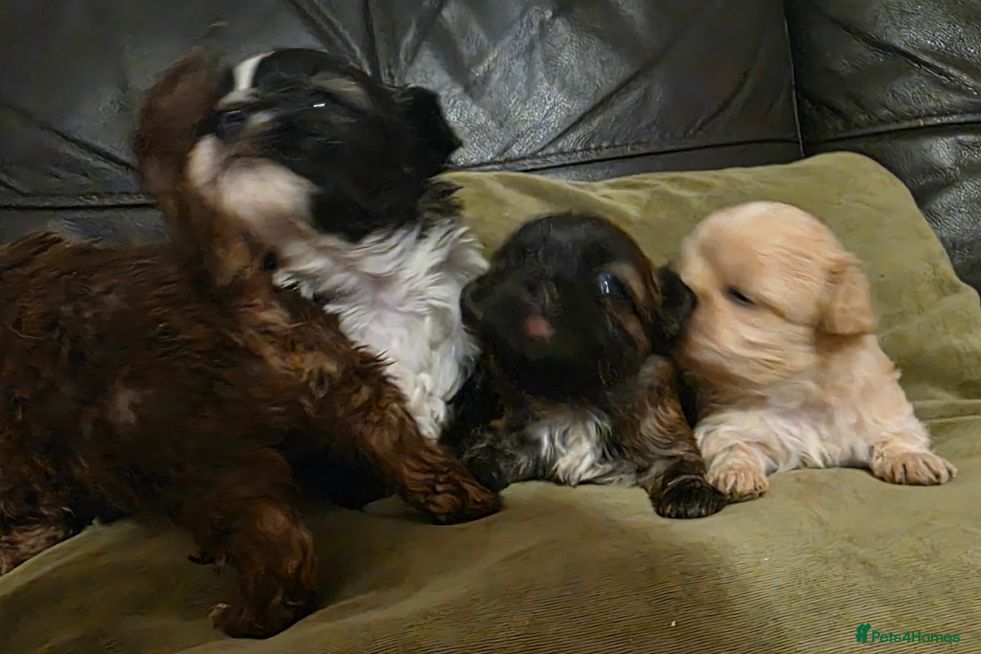 Shih Tzu dogs for sale: Stunning Imperial Shih tzu puppies KC - Advert 1