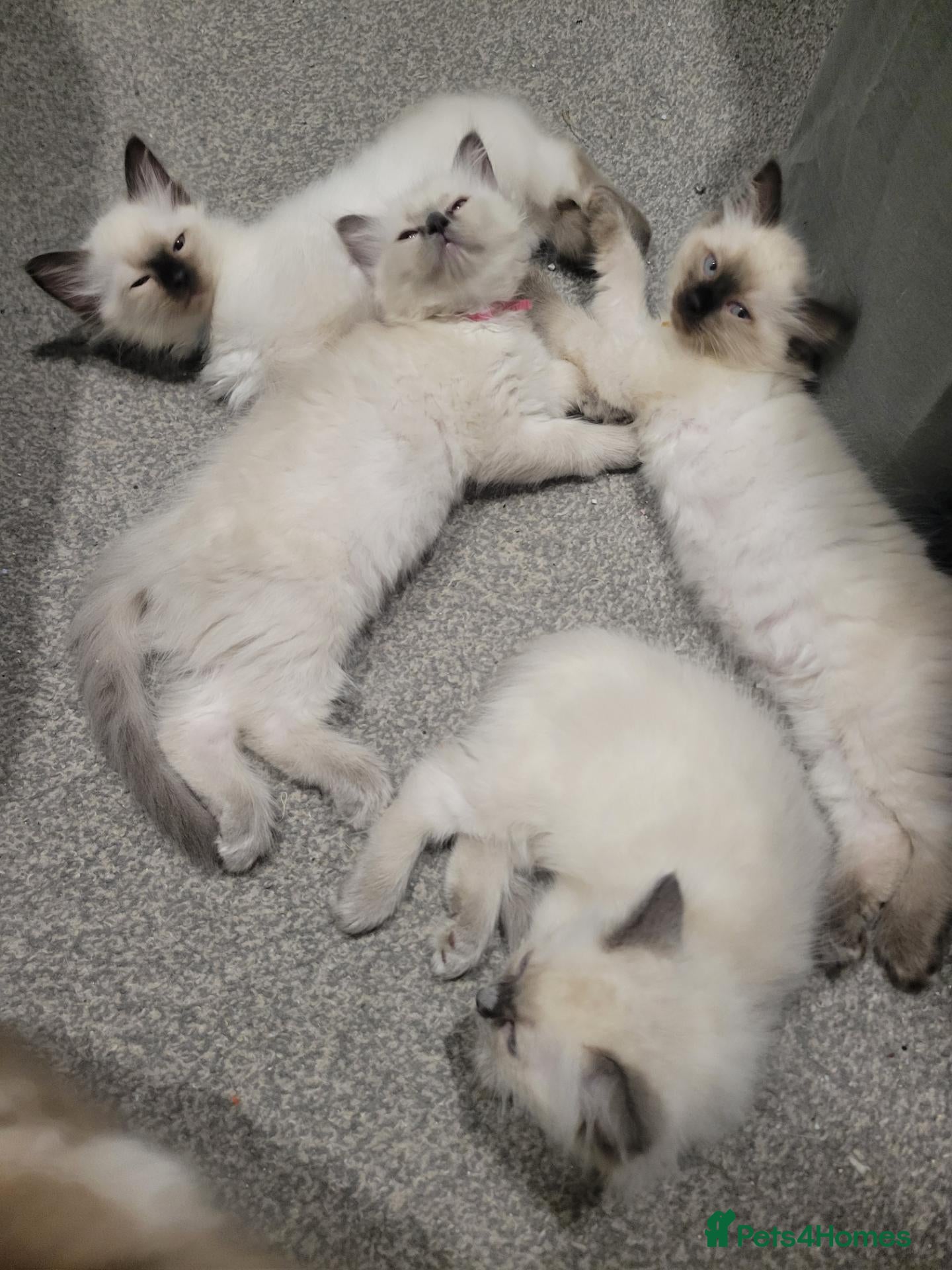 Ragdoll cats 4 Ragdoll kittens from a loving home  - Advert 1