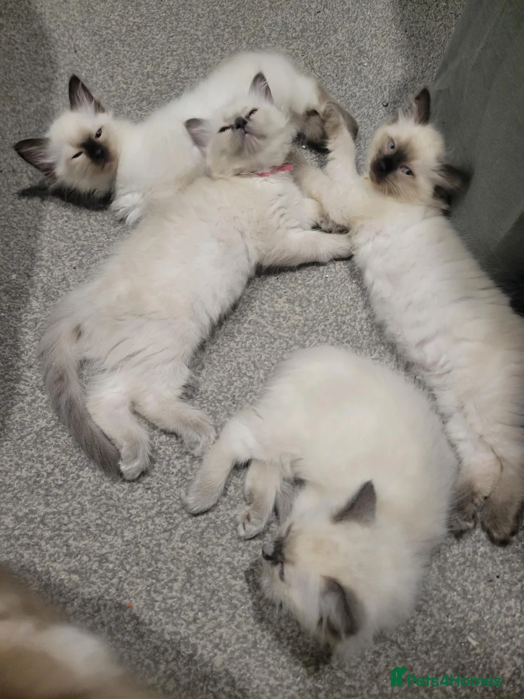 Ragdoll cats for sale: 4 Ragdoll kittens from a loving home  - Advert 1