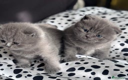 British Shorthair cats for sale: Beautiful Active Male Kitten for Sale – Blue - Image 9