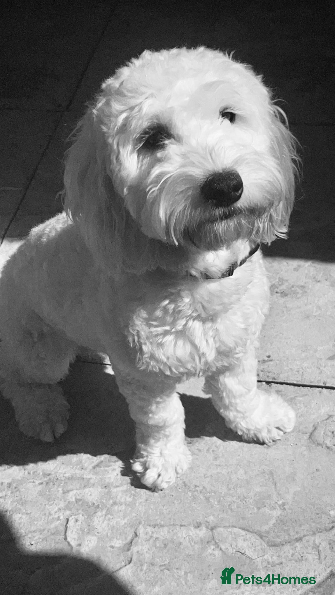 Cockapoo dogs Rocco Is Looking For A New Home - Advert 8