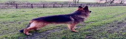 German Shepherd dogs for sale: Beautiful KC Reg puppies for sale  in Bishop Auckland - Advert 4