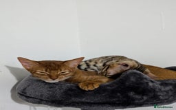 Abyssinian cats for sale: Beautiful Female Abyssinian Cat (Sorrel)  - Image 4