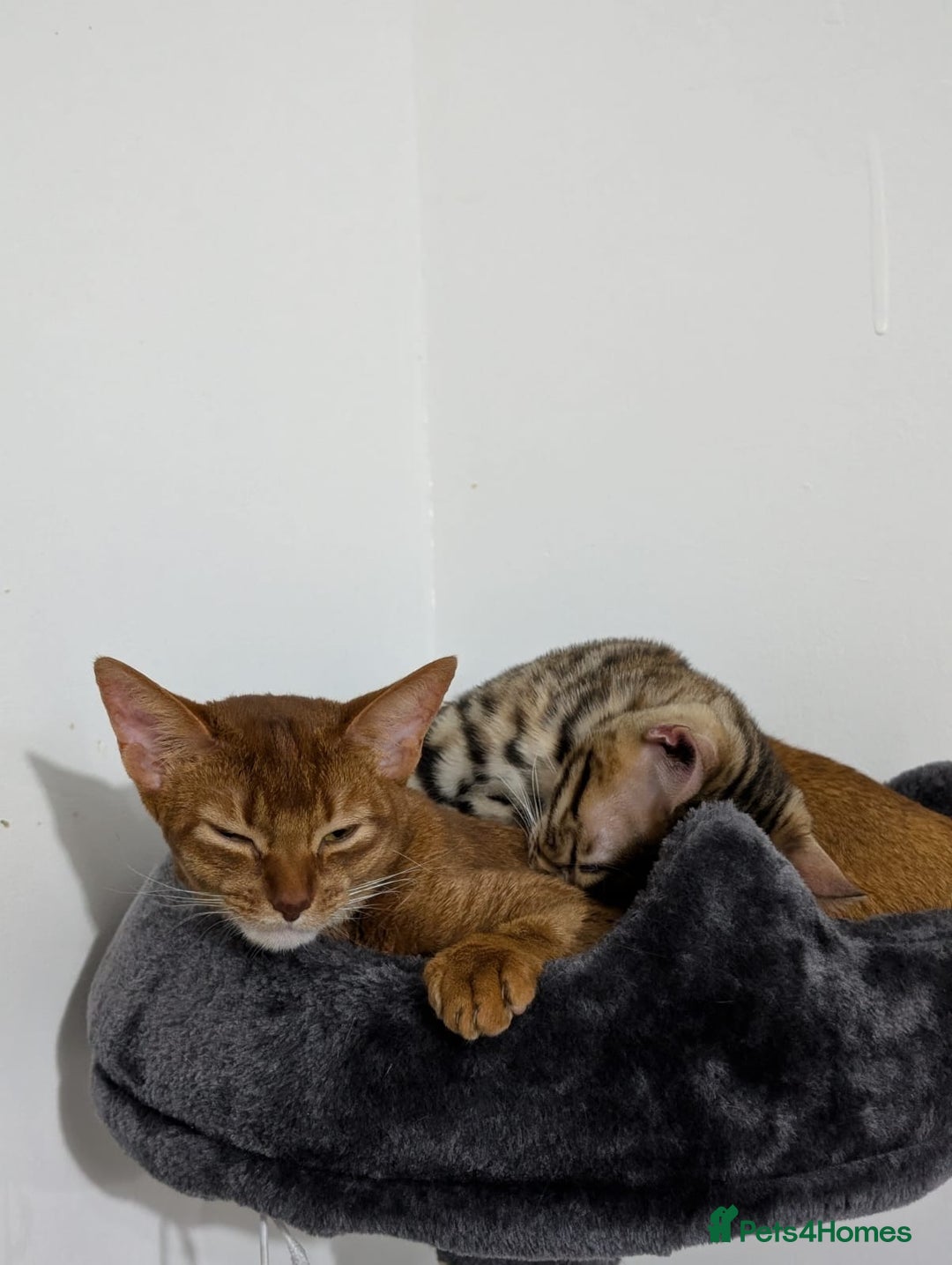 Abyssinian cats for sale: Beautiful Female Abyssinian Cat (Sorrel)  - Image 4