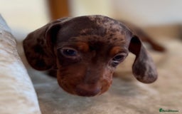 Miniature Dachshund dogs for sale: ❤️🐾💫 Outstanding Miniature Dachshunds 🐾❤️💫 - Image 20
