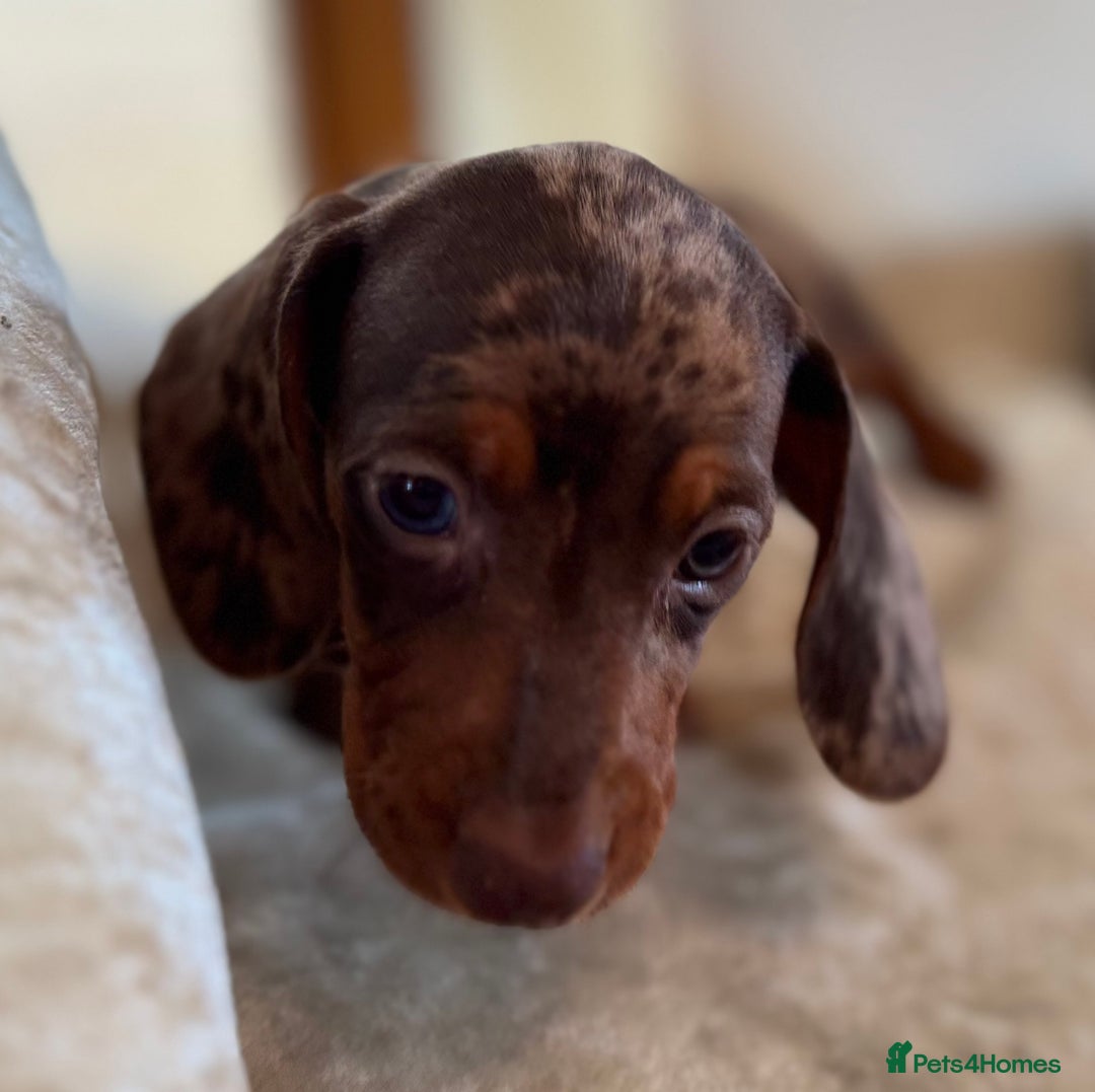 Miniature Dachshund dogs for sale: ❤️🐾💫 Outstanding Miniature Dachshunds 🐾❤️💫 - Image 20