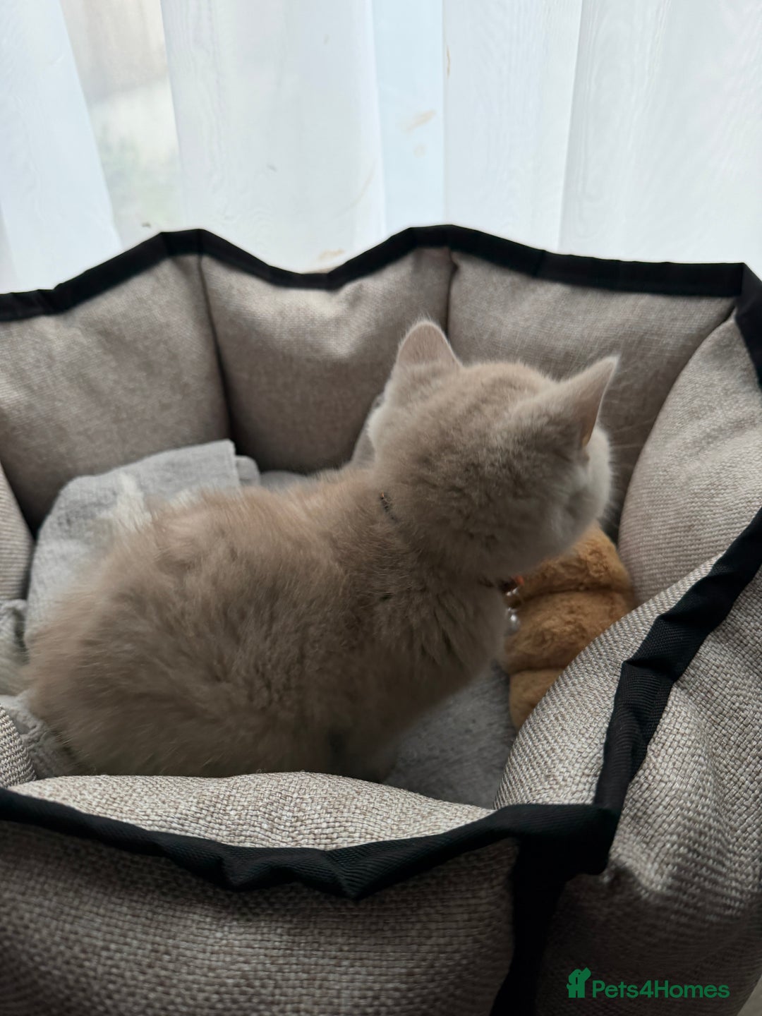 British Shorthair cats for sale: Lilac British Shorthair  - Advert 3