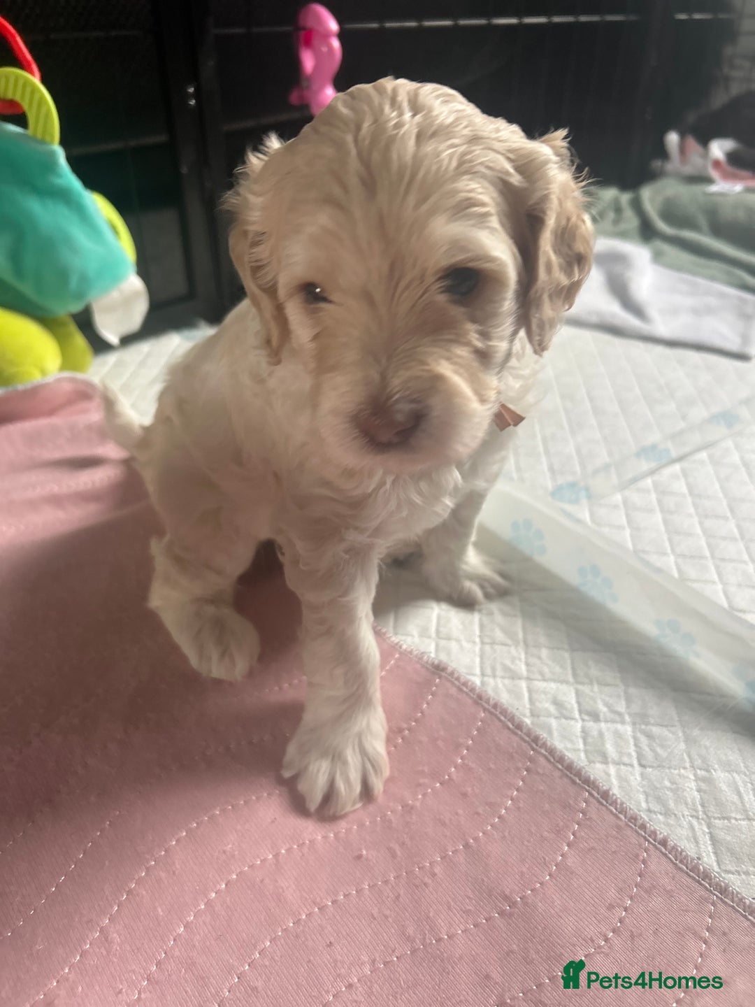 Cavapoo dogs for sale: ✨🌈 Rare Chocolate & Multicoloured Curly Cavapoos - Image 27