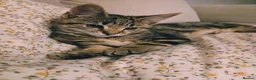 Mixed Breed cats for sale: Tabby kitten  in Appleby-in-Westmorland - Advert 3