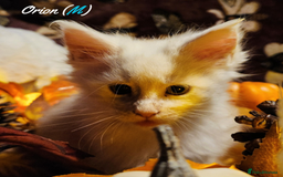 Maine Coon cats for sale: TICA Registered Kittens for Sale  - Image 12