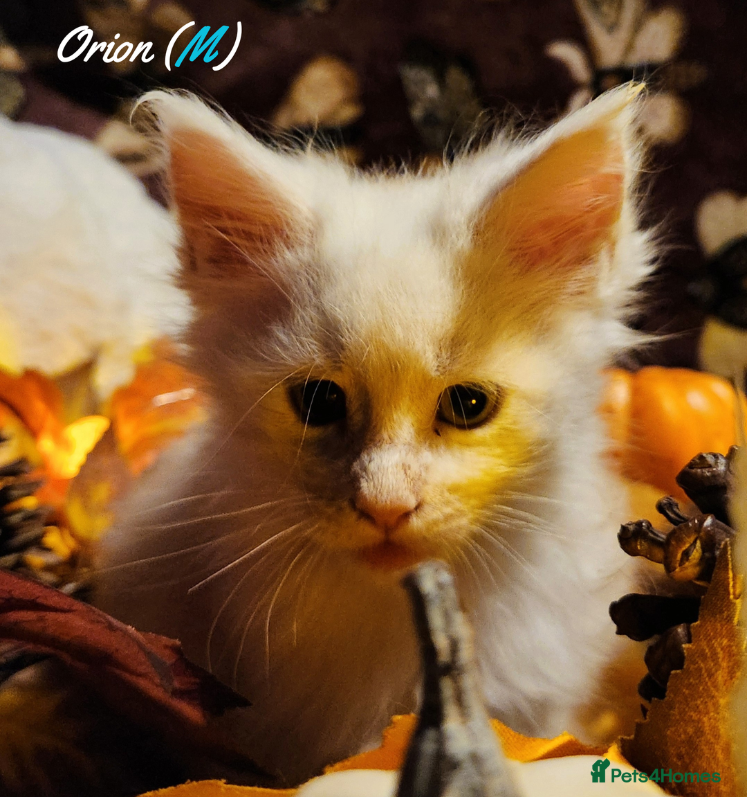 Maine Coon cats for sale: TICA Registered Kittens for Sale  - Image 12