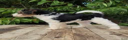 Standard Poodle dogs for sale: Parti Colour Fox Terrier x Standard Poodle Pups - Advert 11