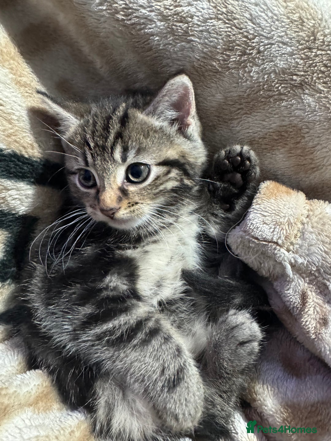 Mixed Breed cats for sale: Ginger and tabby kitten - Advert 7