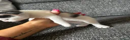 Mixed Breed cats for sale: 3 male kittens for sale  - Advert 27