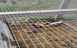 Chickens poultry for sale: Old English Game Bantams - Image 4