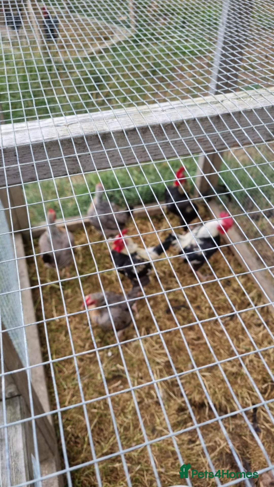 Chickens poultry for sale: Old English Game Bantams - Image 4