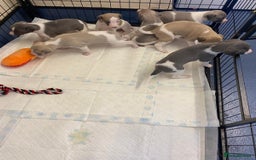 Whippet dogs for sale: Outstanding boys / girls - Image 5