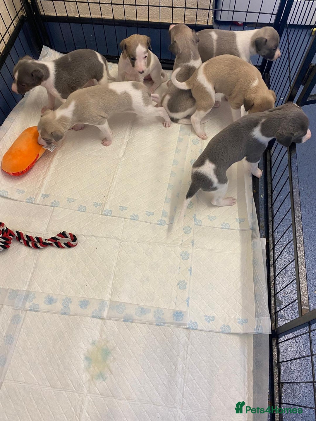 Whippet dogs for sale: Outstanding boys / girls - Image 5