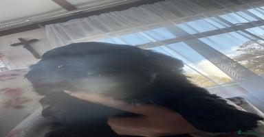 Cavapoo dogs - Advert 2