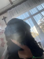 Cavapoo dogs - Advert 6