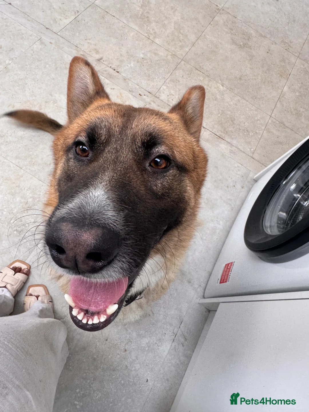 Mixed Breed dogs for sale: THE MOST HANDSOME FRIENDLIEST BOY - Advert 2