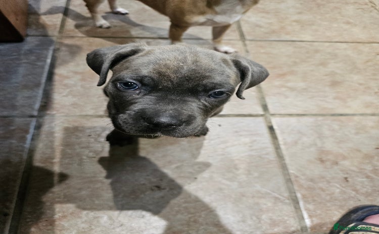 Cane Corso dogs - Advert 2