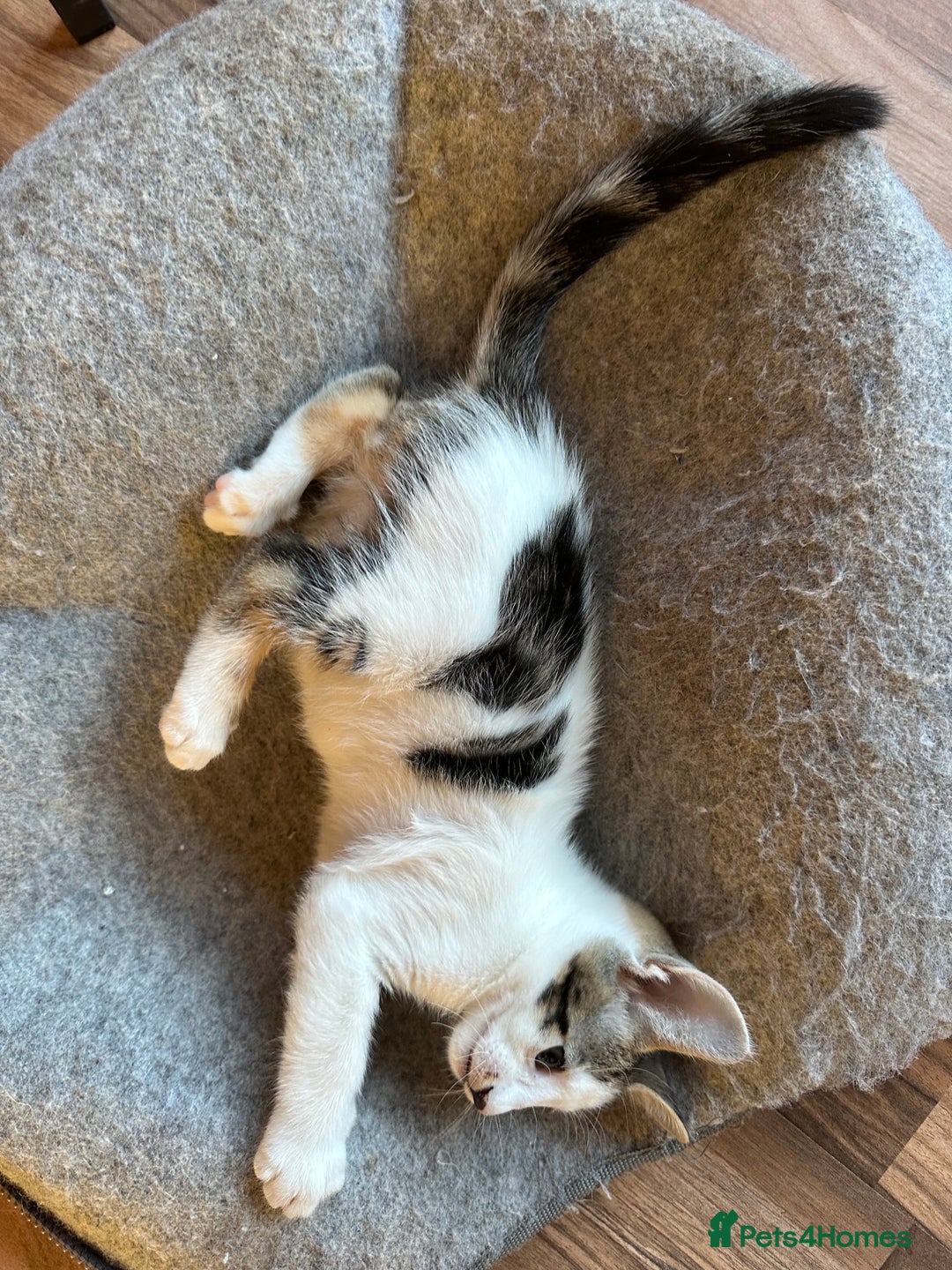 Mixed Breed cats for sale: Crossed Between Oriental short hair & White Bengal - Advert 22