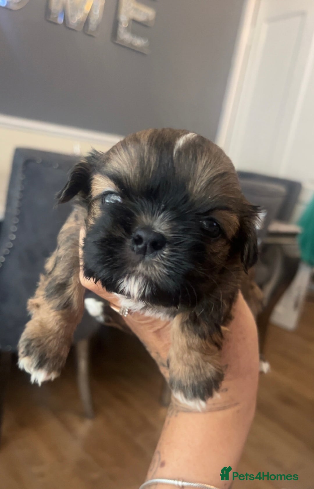 Shih Tzu dogs for sale: Cream and chocolate imperial shih tzu pups - Image 20