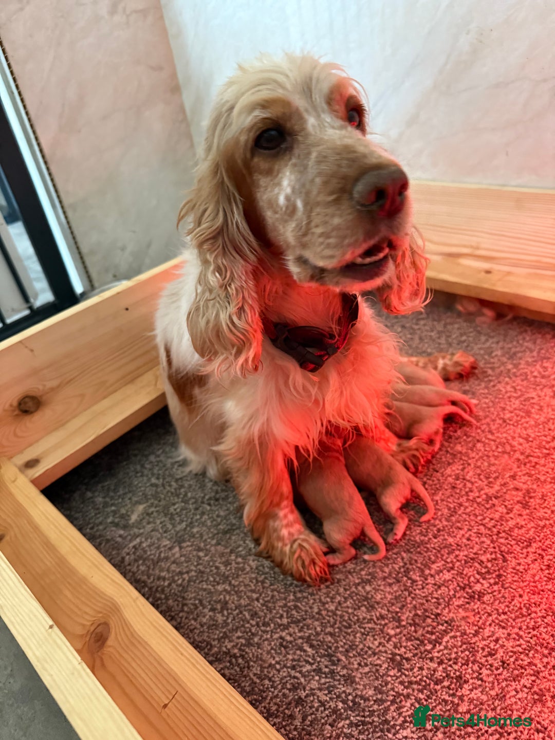 Cockapoo dogs for sale: Most extensively genetically health tested pups  - Image 4