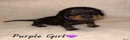 Miniature Dachshund dogs for sale: KC Miniature Dachshund Puppies - Advert 9