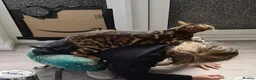 Bengal cats for sale: Unique Line Snow & Brown Bengals - Advert 5