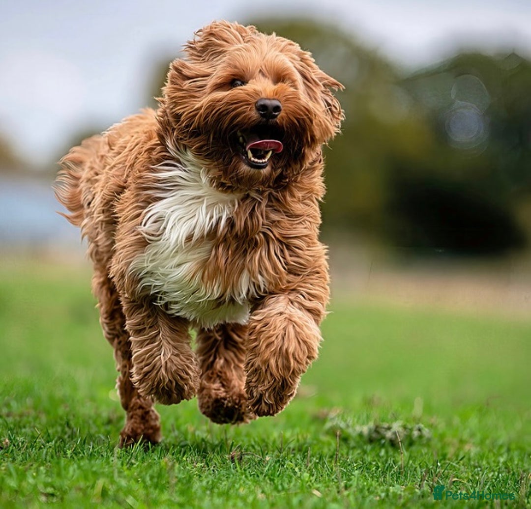 Labradoodle dogs for stud: 💯 Australian Cobberdog fully health tested - Advert 3