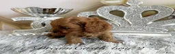 Cavapoo dogs for sale: Asian teddy poodle dad tiny Cavapoo puppies - Advert 12