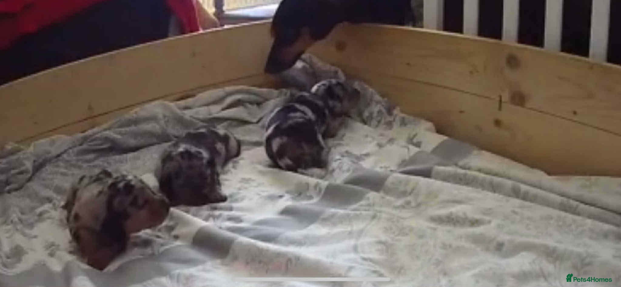 Dachshund dogs Dachshund puppies - Advert 4