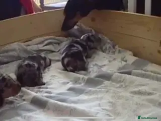 Dachshund dogs Dachshund puppies - Advert 4