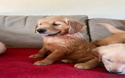 Golden Retriever dogs for sale: Beautiful KC Registered Golden Retriever Puppies  - Image 10