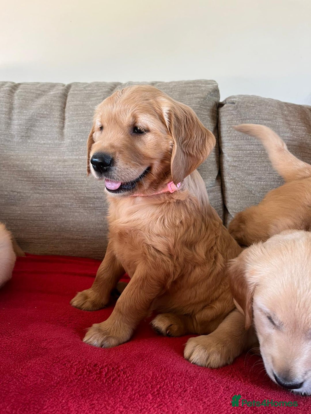 Golden Retriever dogs for sale: Beautiful KC Registered Golden Retriever Puppies  - Image 10