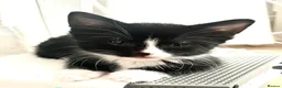 Mixed Breed cats for sale: Beautiful kitten ready for a new home - Advert 7