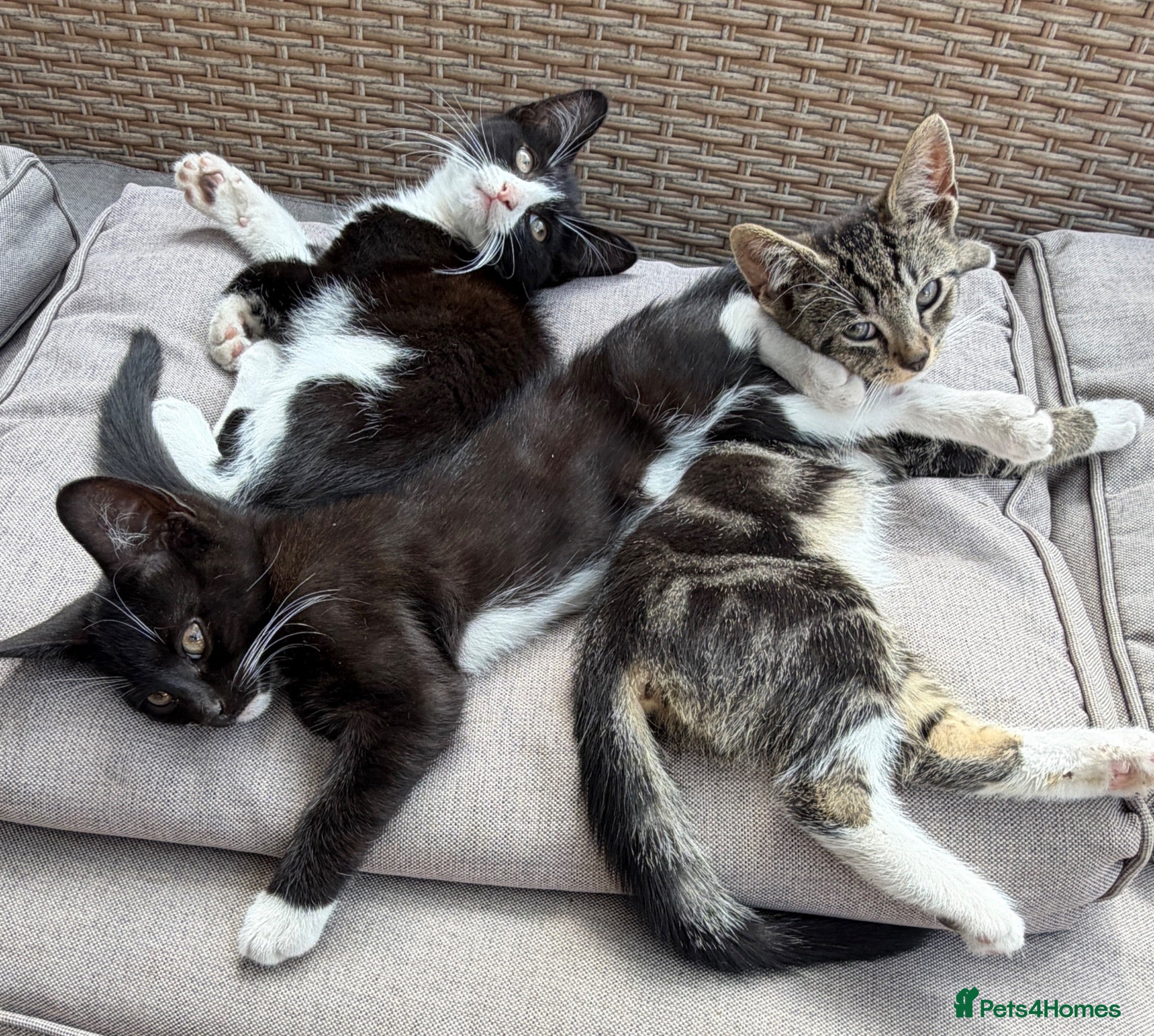 Mixed Breed cats 🐾 Adorable Kittens Looking for Loving Homes 🏡 - Advert 5