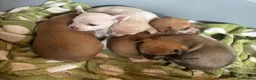 Chihuahua dogs for sale:  5 Adorable Chihuahua Puppies 🐾 - Advert 2