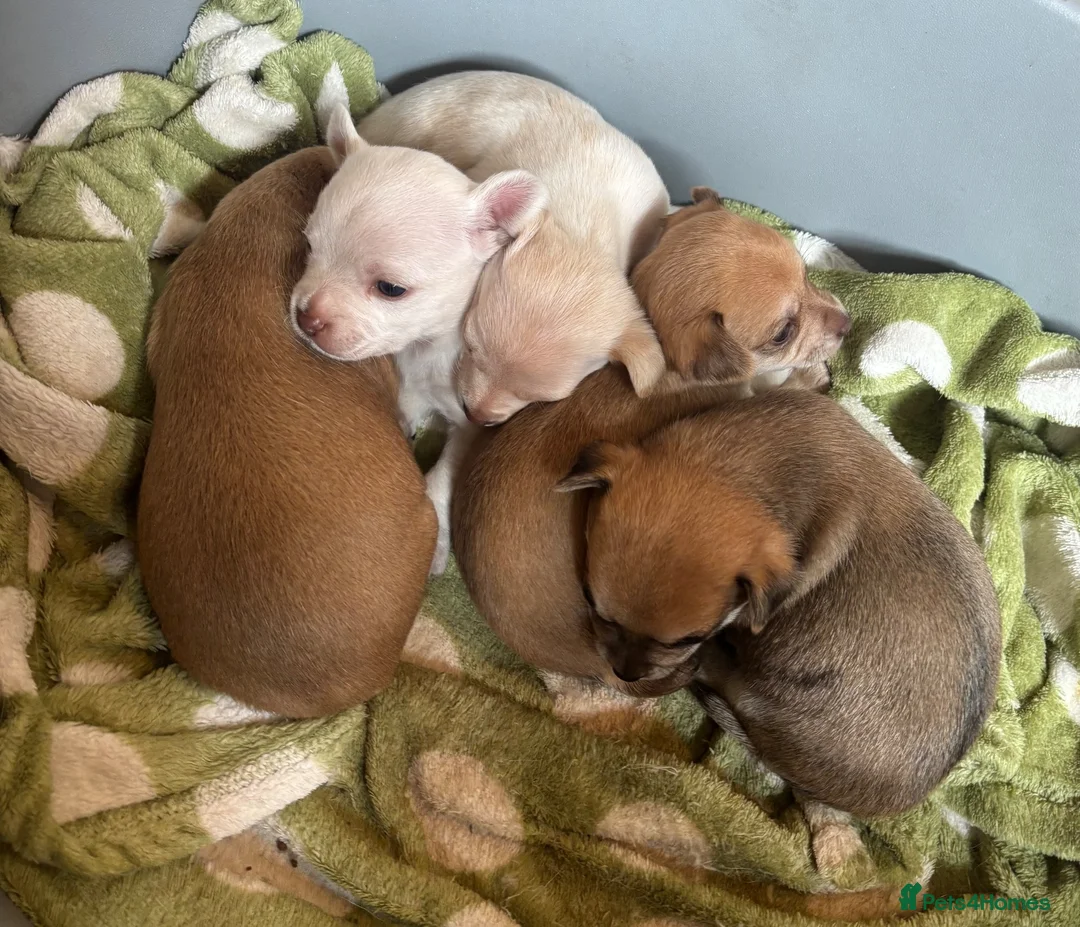 Chihuahua dogs for sale:  5 Adorable Chihuahua Puppies 🐾 - Advert 2