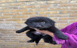 German Shepherd dogs for sale: German Shepherd Puppies for Sale  - Advert 3