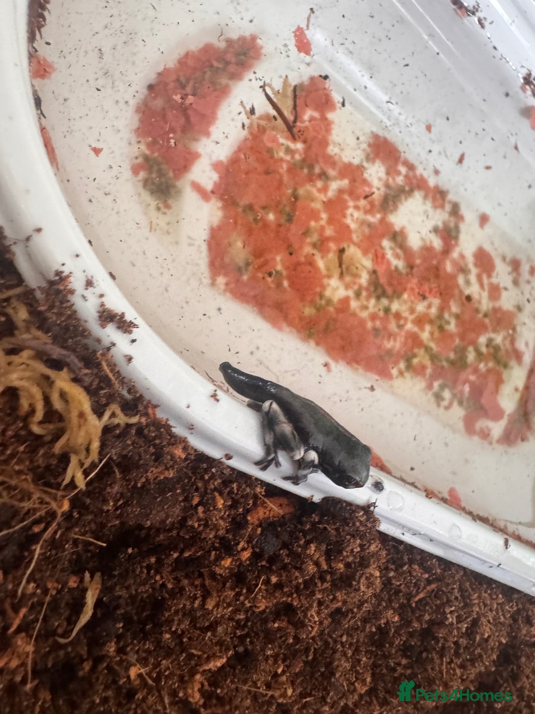 Frog reptiles for sale: Baby Amazon milk frogs  - Image 2