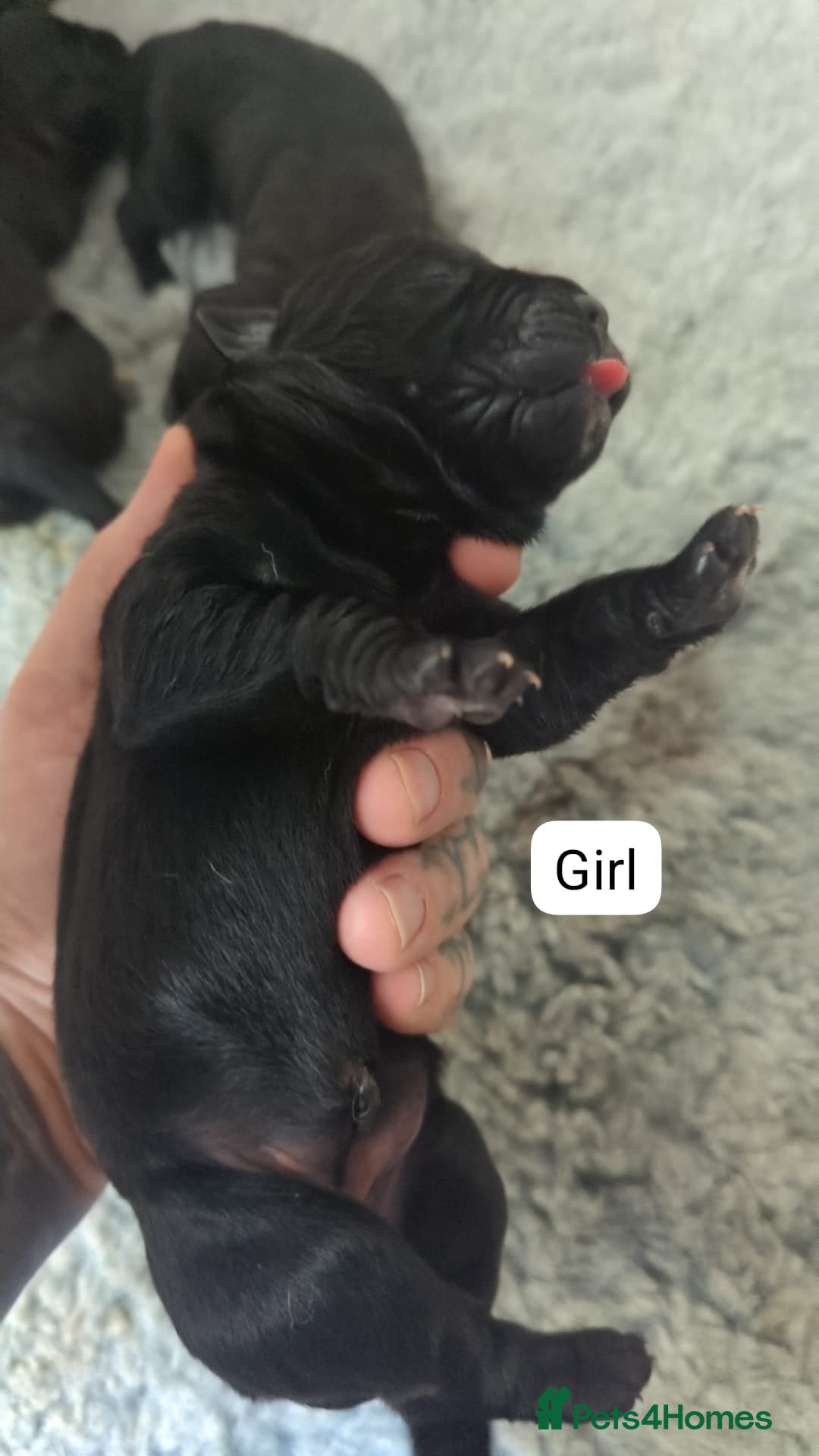 Cane Corso dogs for sale: Purebred champion bloodline cane corso puppies - Image 9