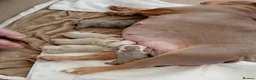 English Bulldog dogs for sale: KC Registered English Bulldogs  in Bristol - Advert 2